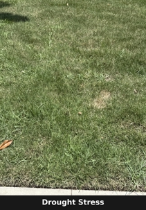 Drought Stressed Turf